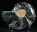 Beautiful Black Ammonite - Inches (Half) #23914-1